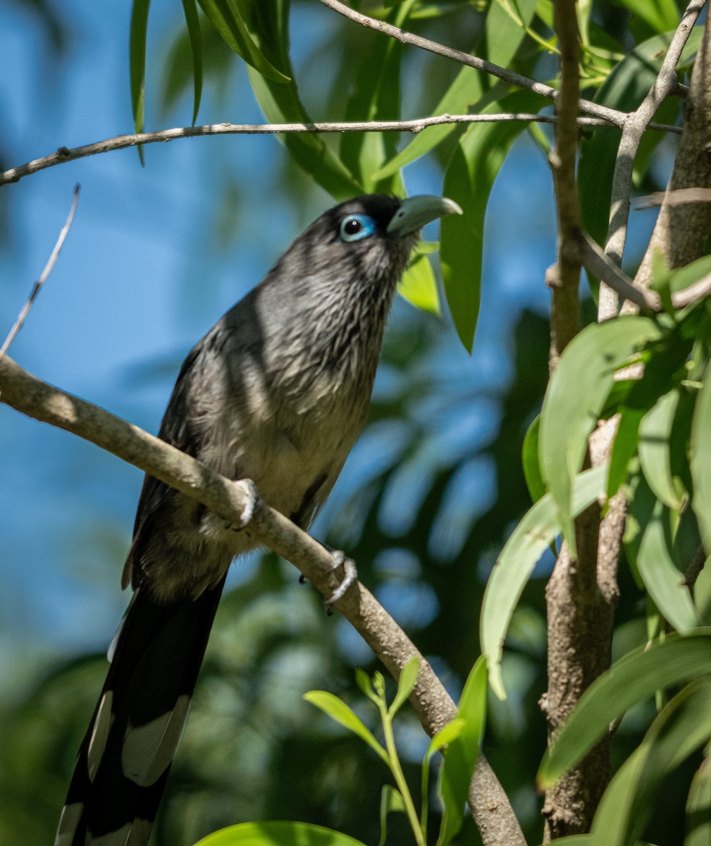 Blue-faced Malkoha - ML646898638
