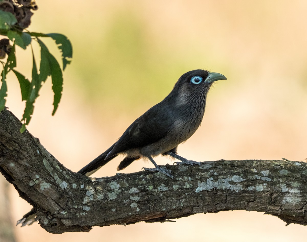 Blue-faced Malkoha - ML646898639