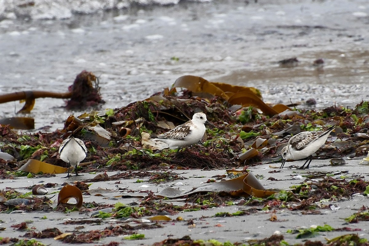 Correlimos Tridáctilo - ML646898649