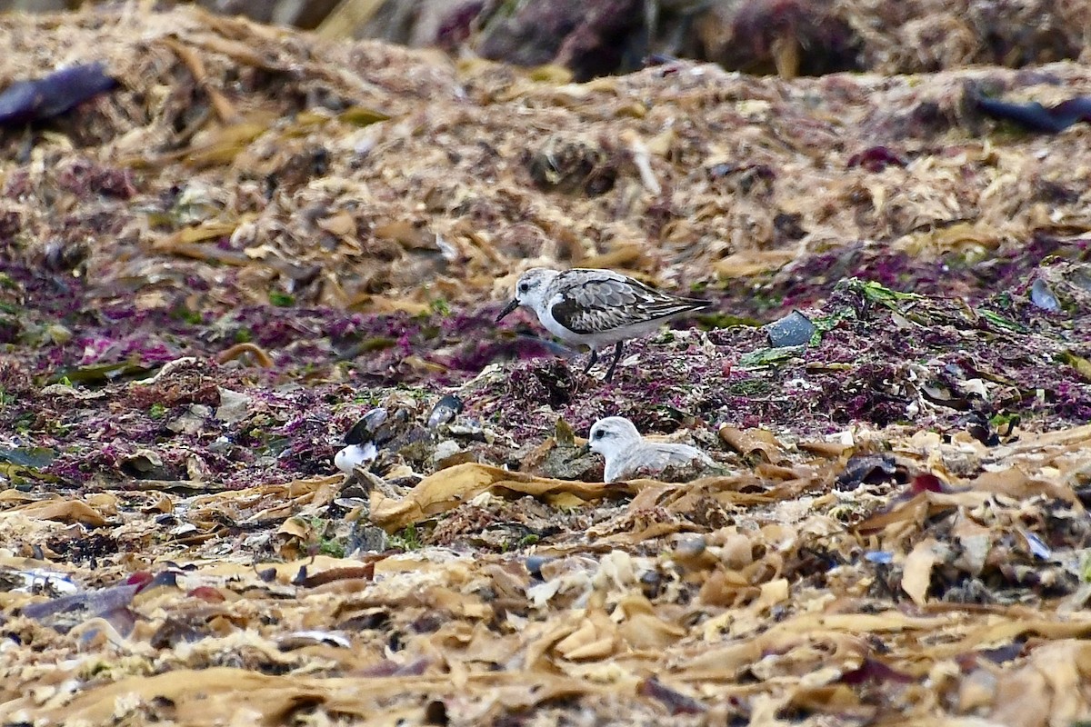 Correlimos Tridáctilo - ML646898650