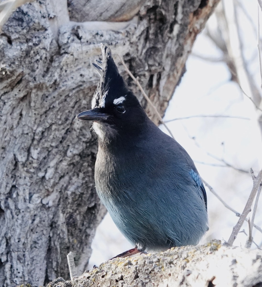 Steller's Jay (Southwest Interior) - ML646898661