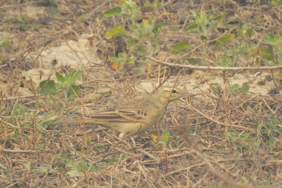פפיון צהוב - ML646898663