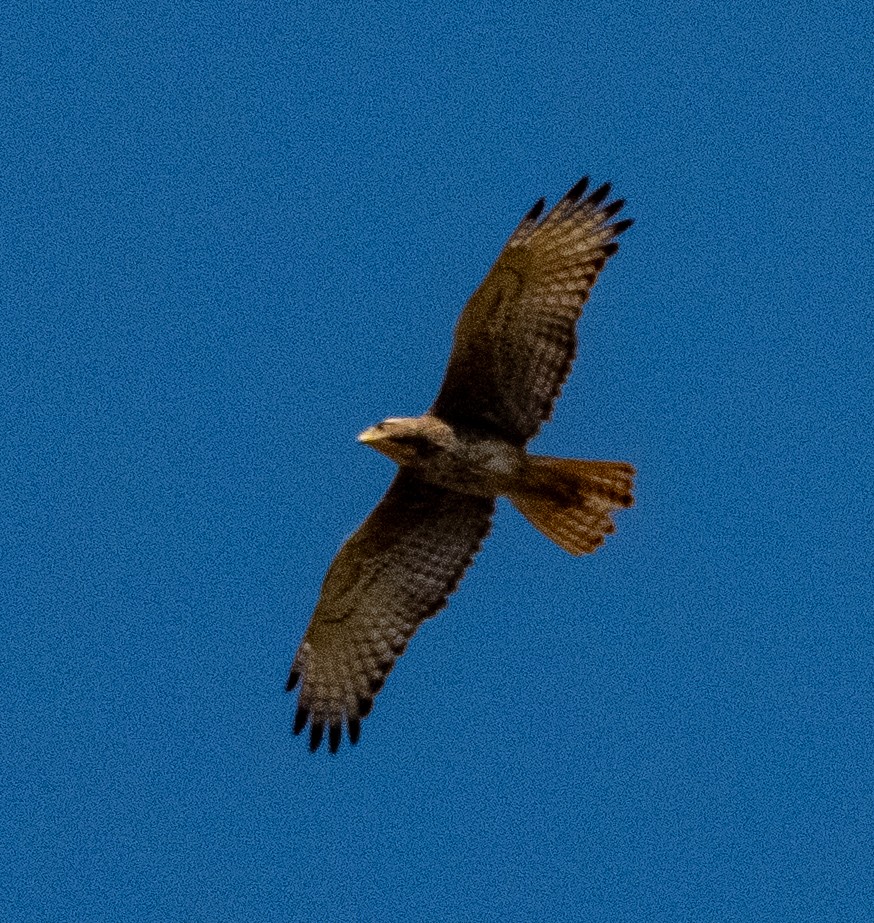 White-eyed Buzzard - ML646898664