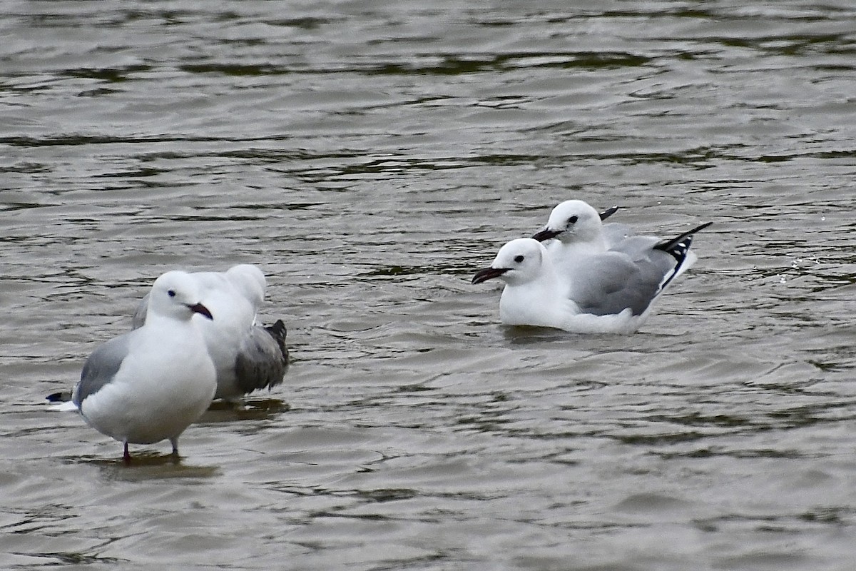 namibmåke - ML646898668