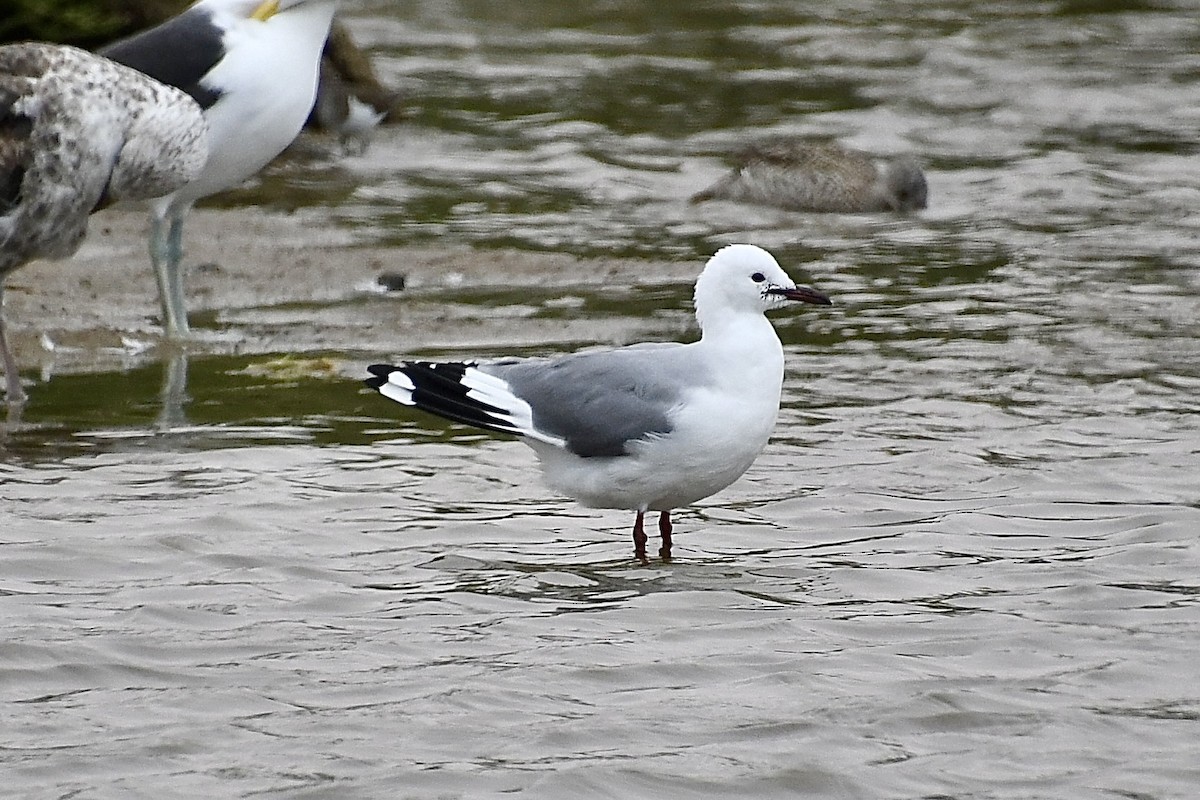 namibmåke - ML646898669