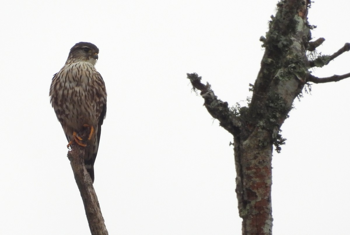 dvergfalk - ML646898670