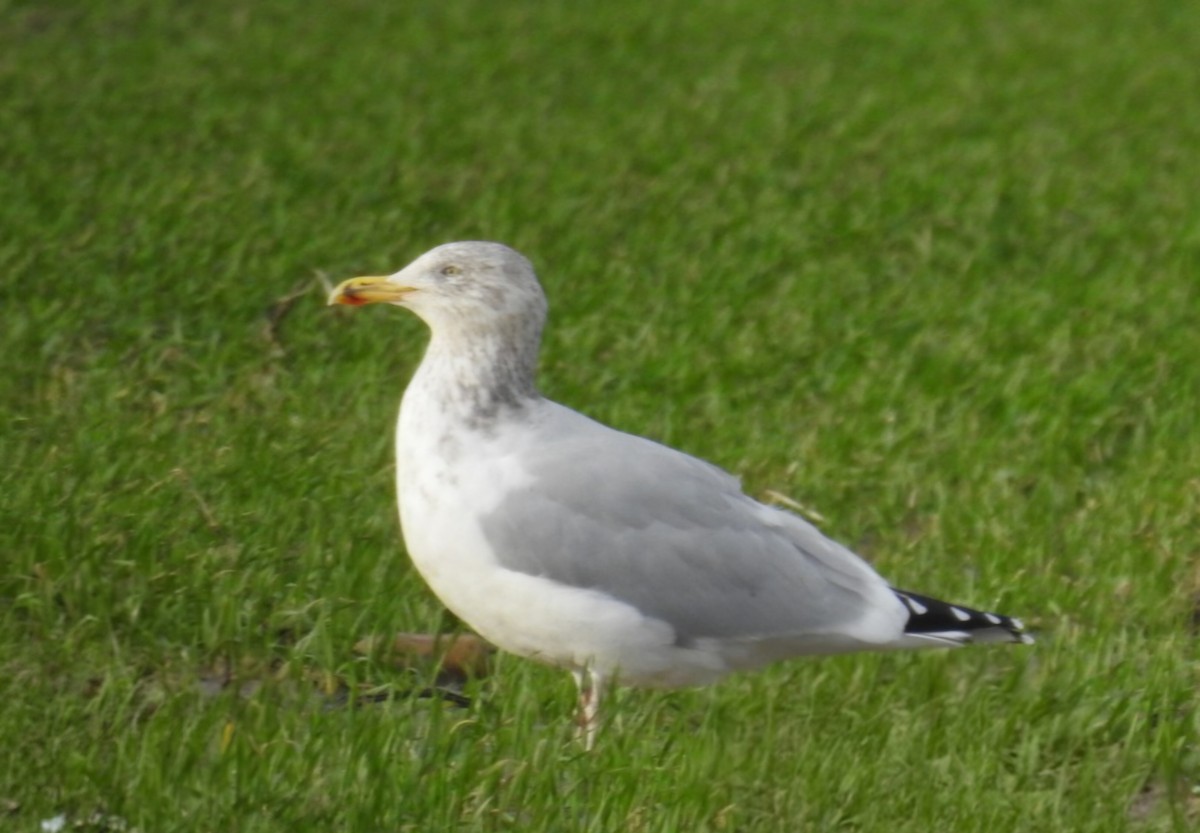 gråmåke - ML646898672