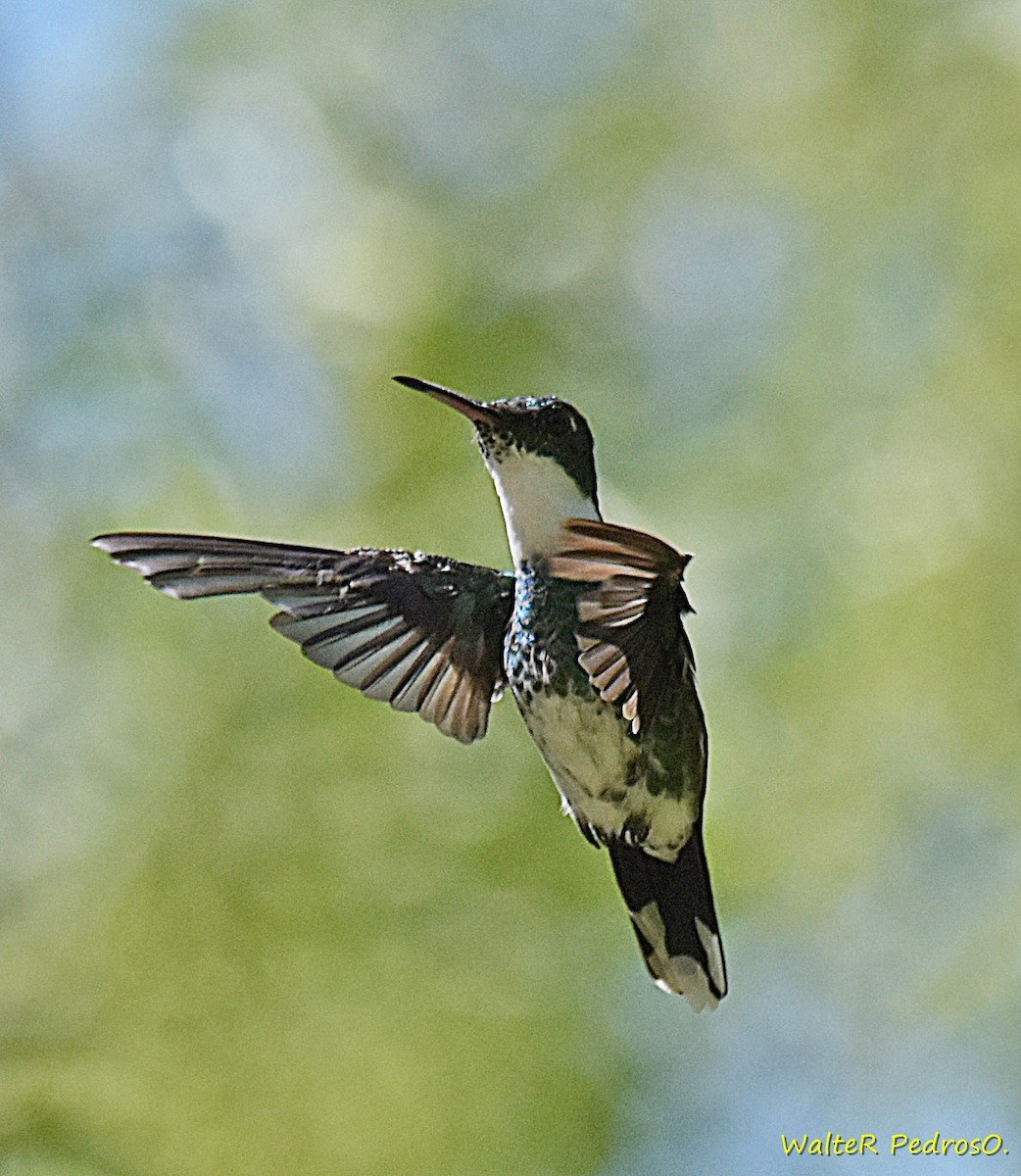 hvitstrupekolibri - ML646898674