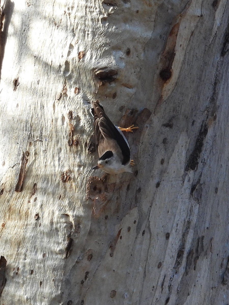 stripesittella - ML646898676