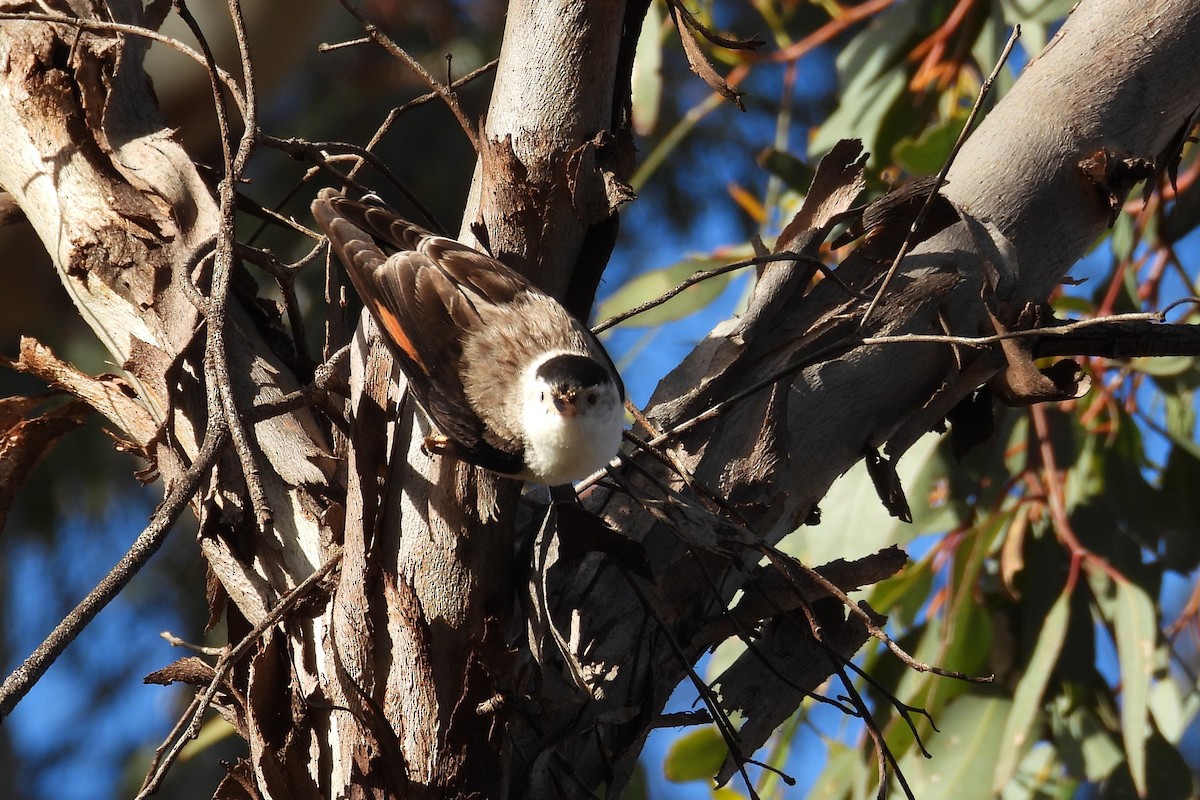 stripesittella - ML646898677