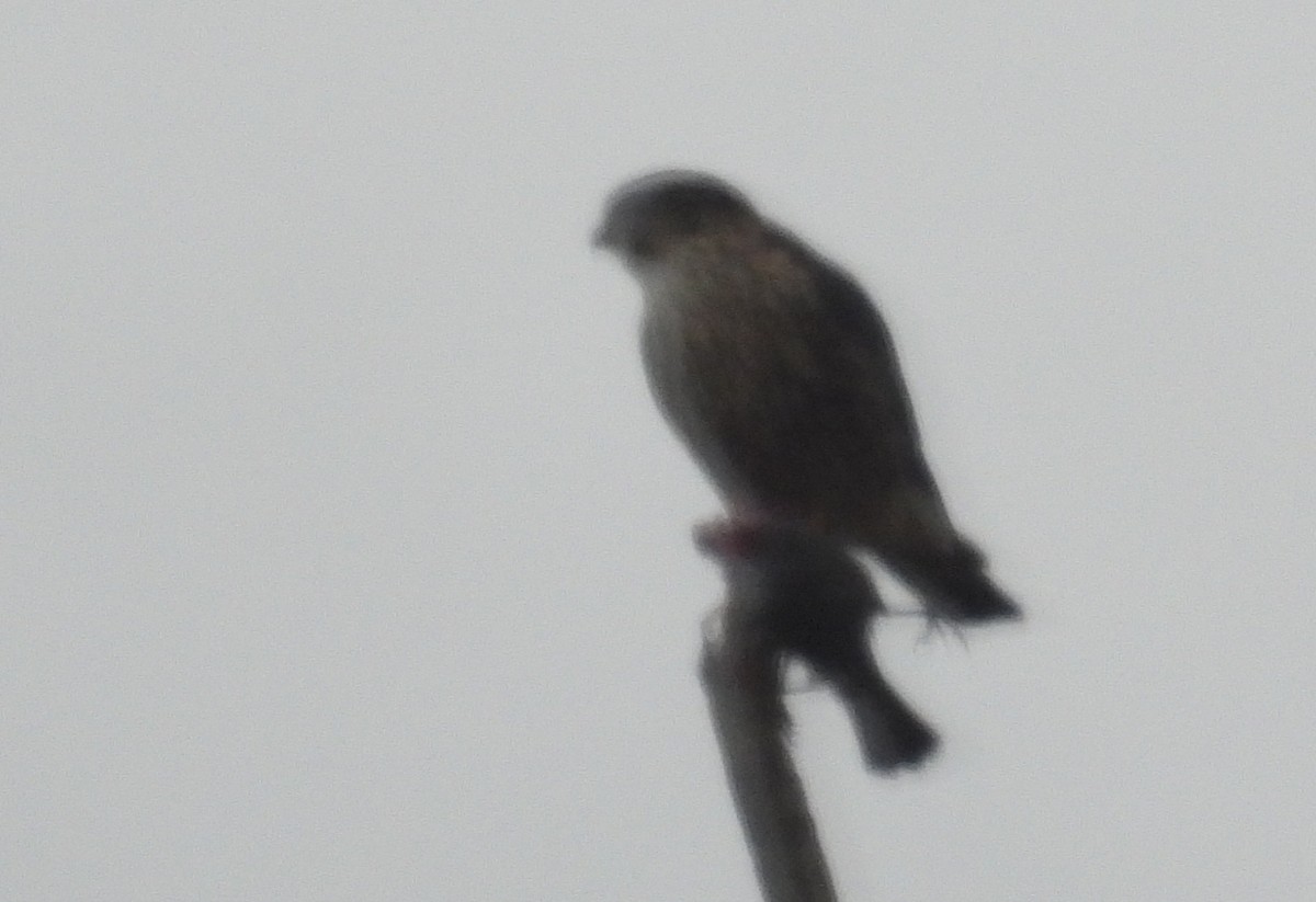 dvergfalk - ML646898678