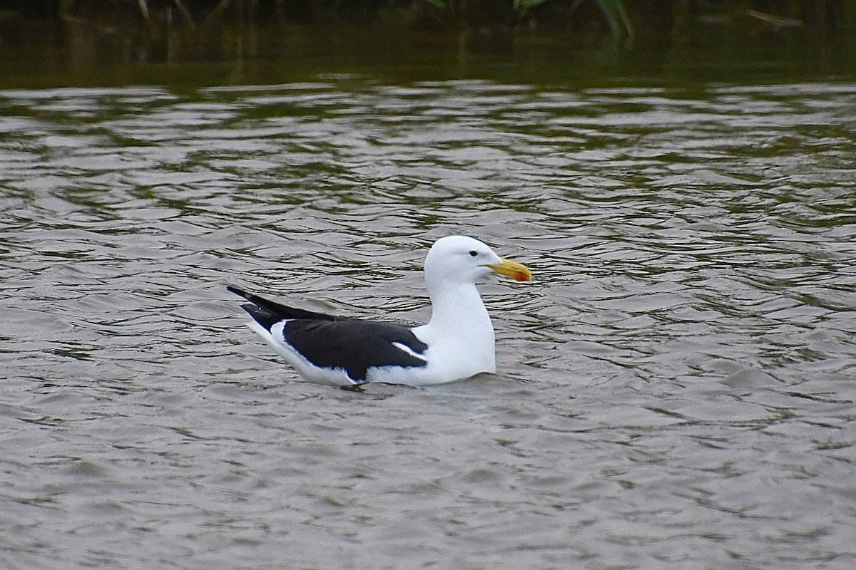 taremåke (vetula) - ML646898679