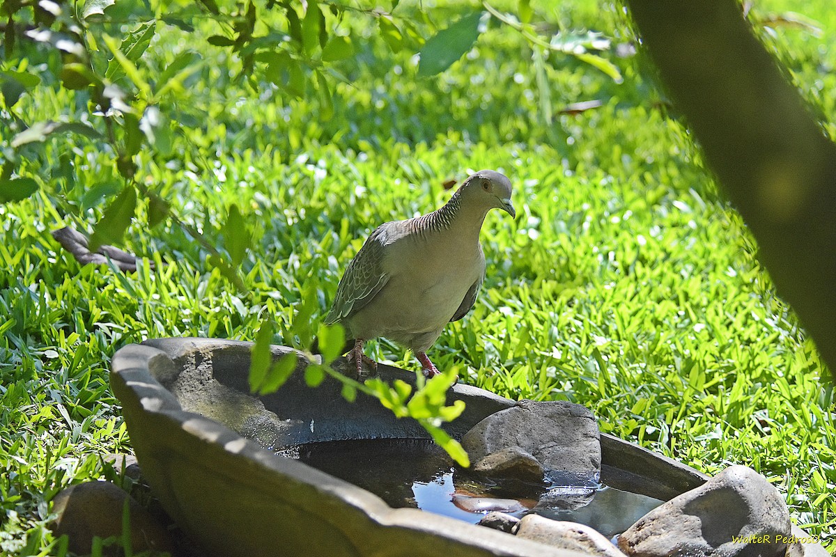 picazurodue - ML646898681