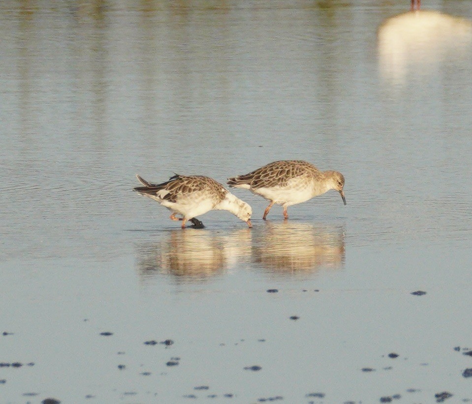 brushane - ML646898682