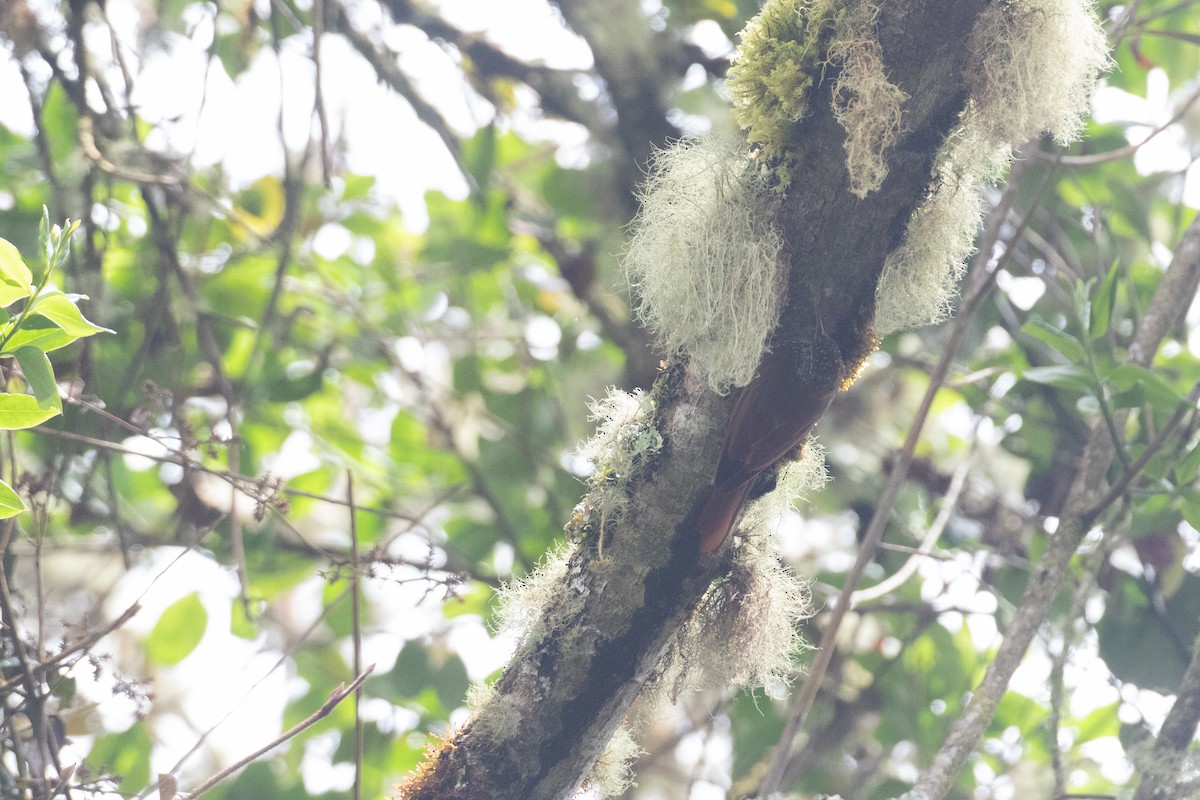 stripehodetreløper - ML646898684