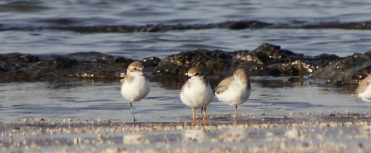 Charadriidae sp. - ML646898685