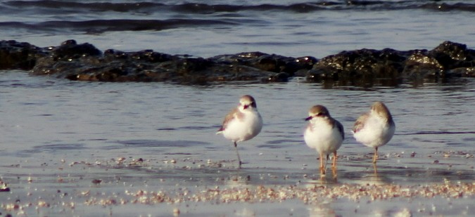 Charadriidae sp. - ML646898686