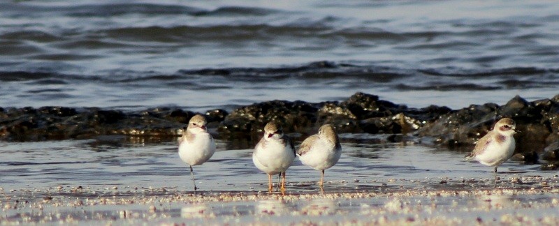 Charadriidae sp. - ML646898687