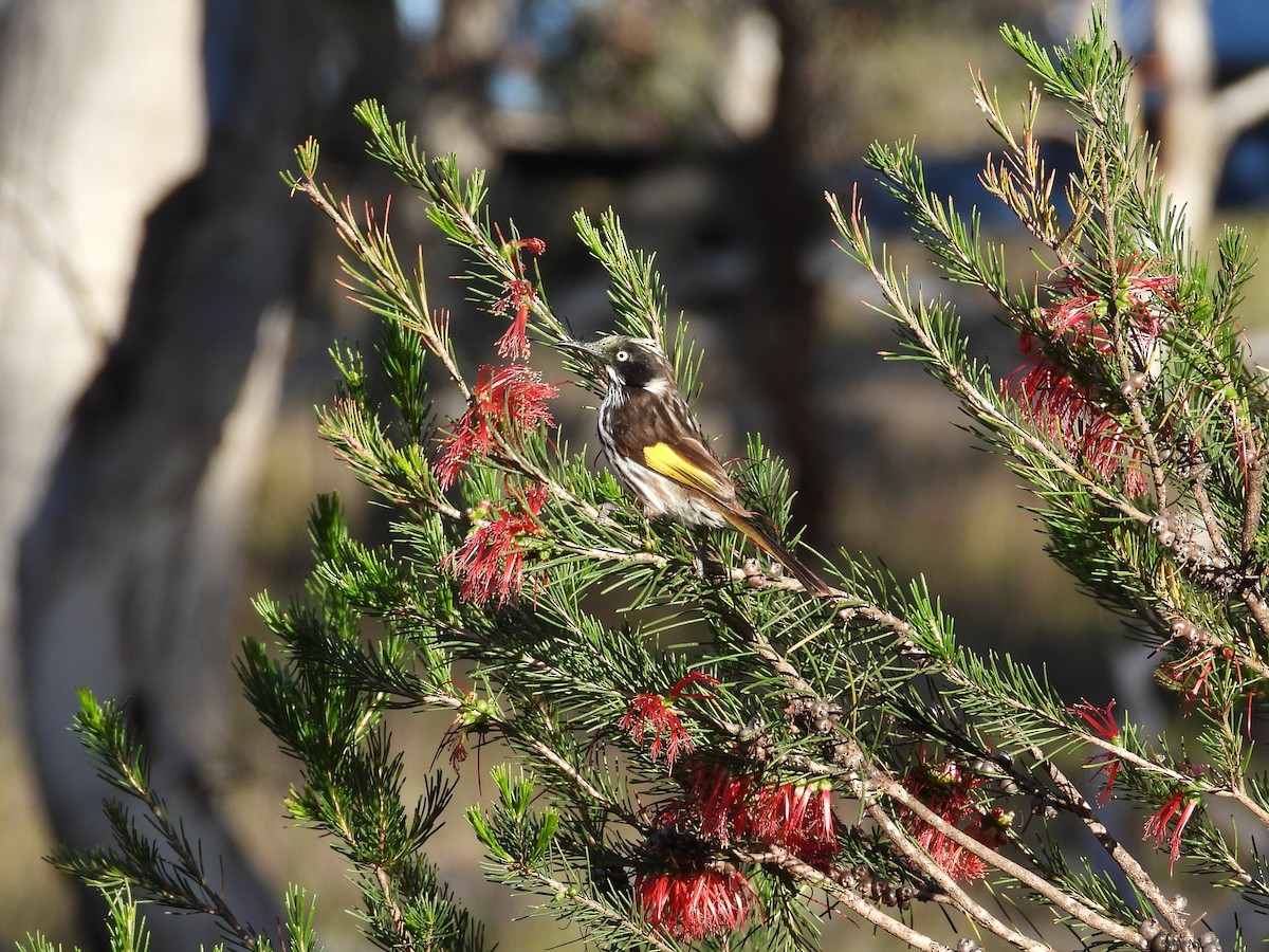 hvitøyehonningeter - ML646898689