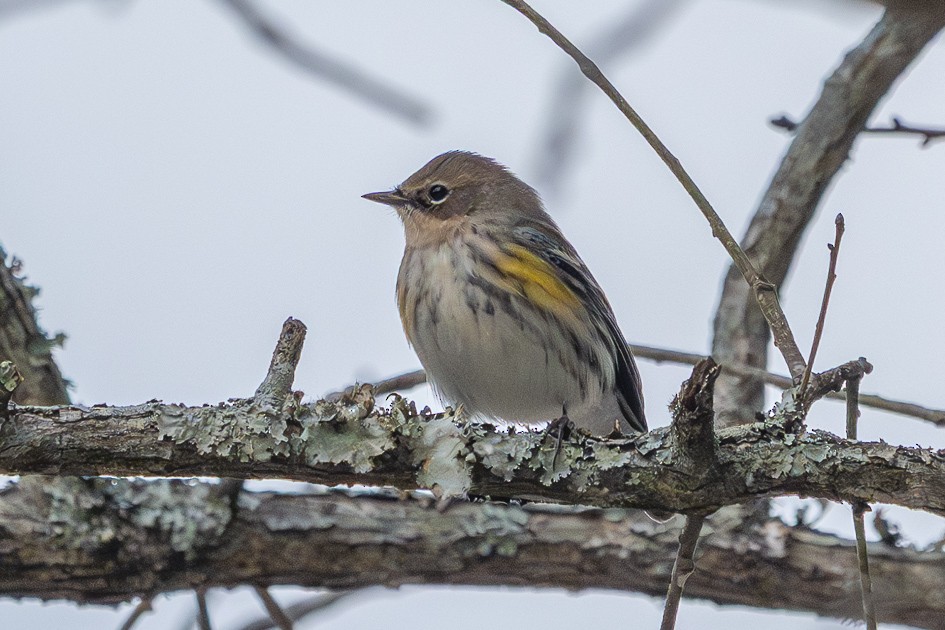 myrteparula - ML646898690