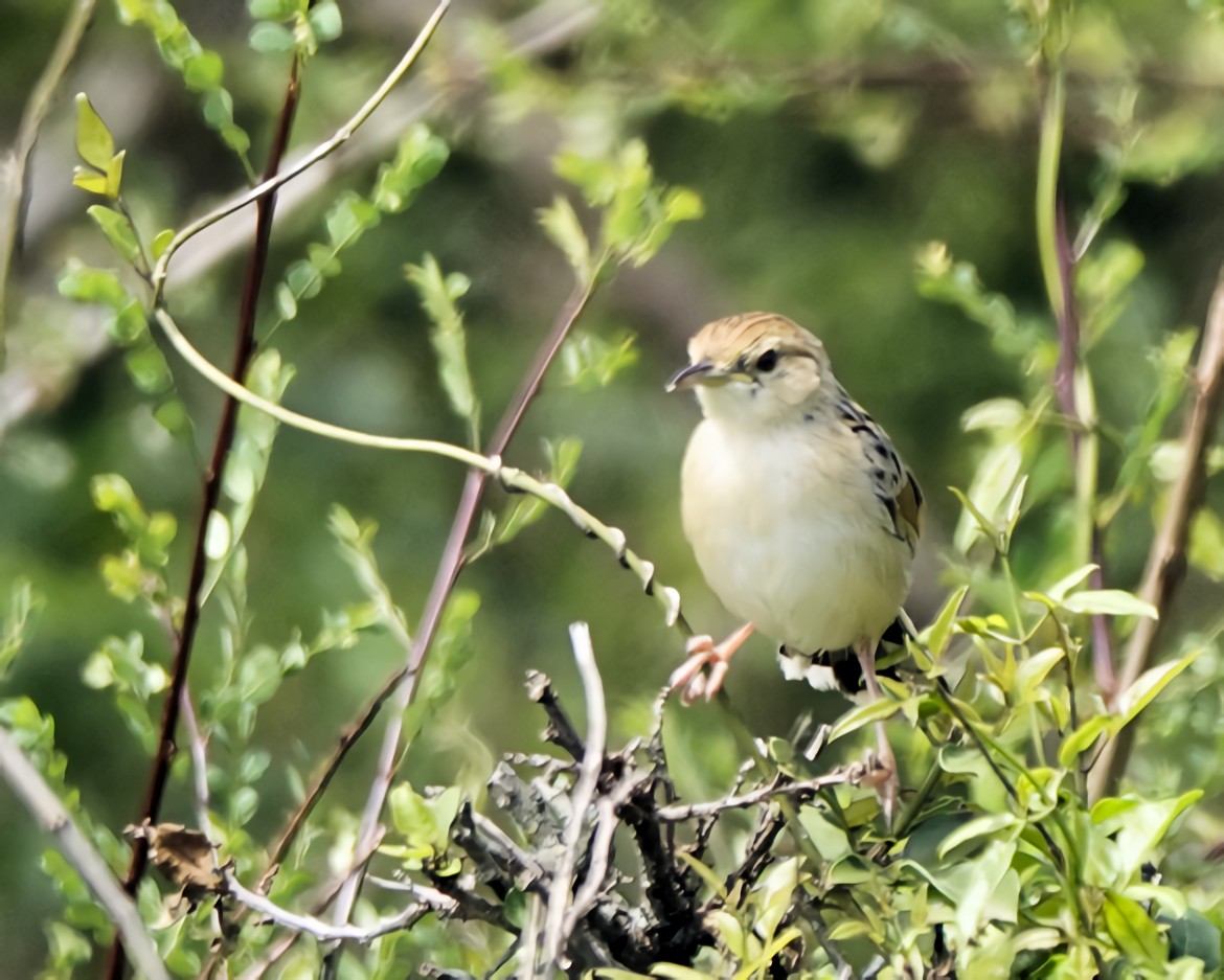 surregressanger - ML646898691