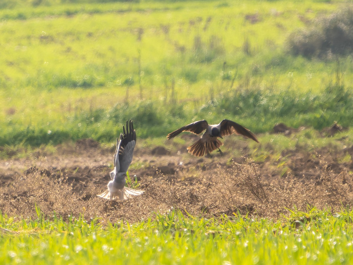 kråke - ML646898692