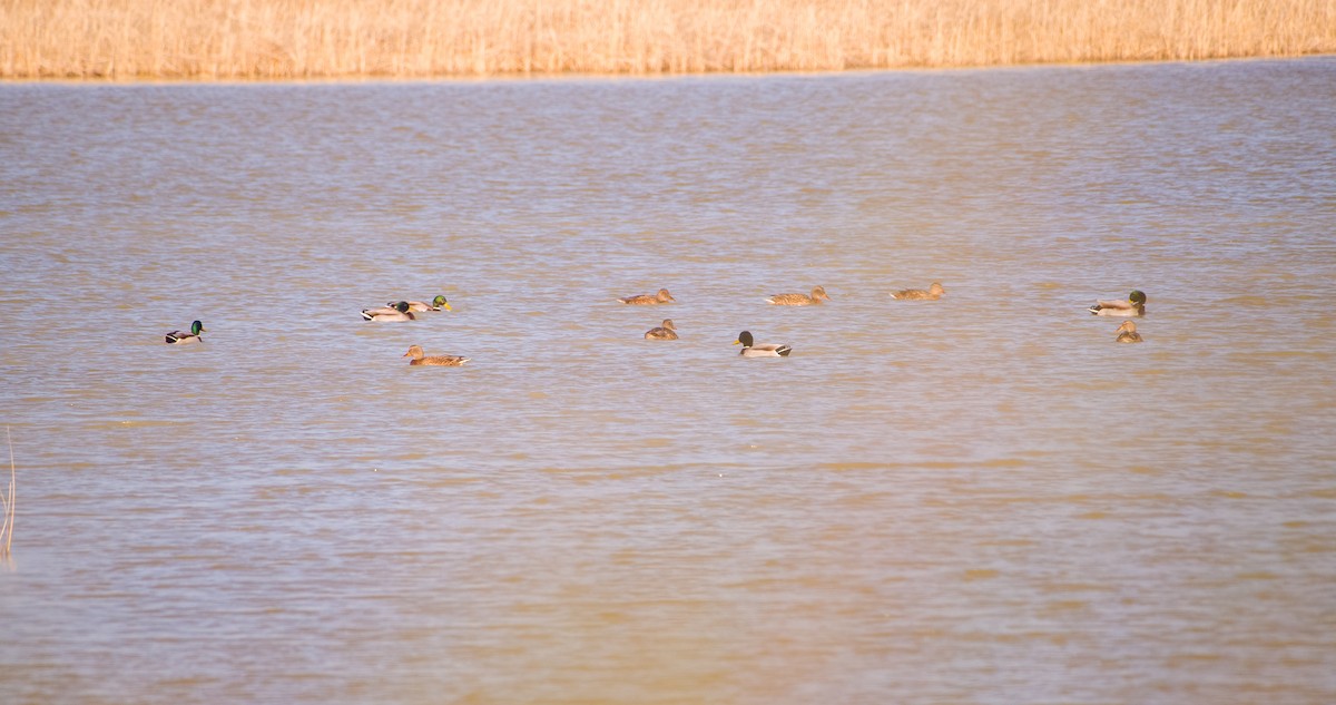 stokkand - ML646898693