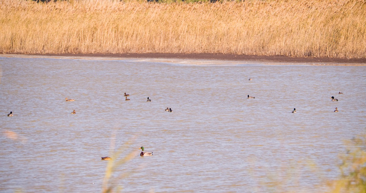 stokkand - ML646898694