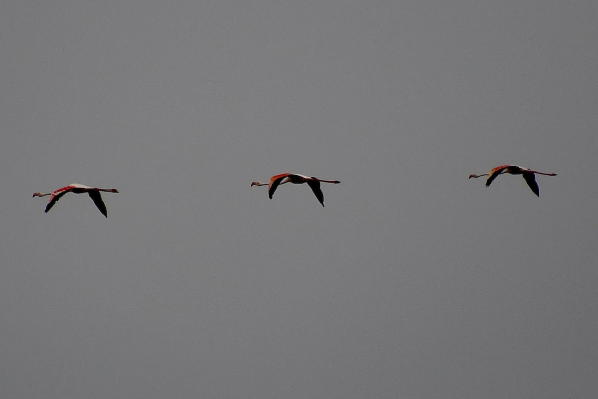 rosenflamingo - ML646898695