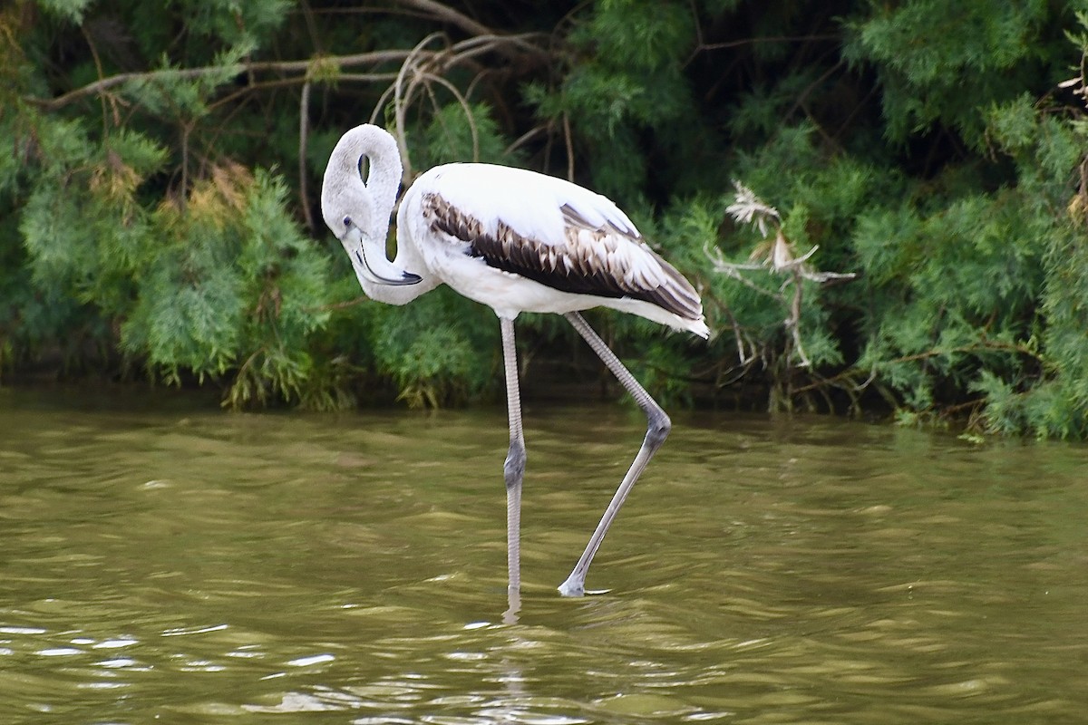 rosenflamingo - ML646898696