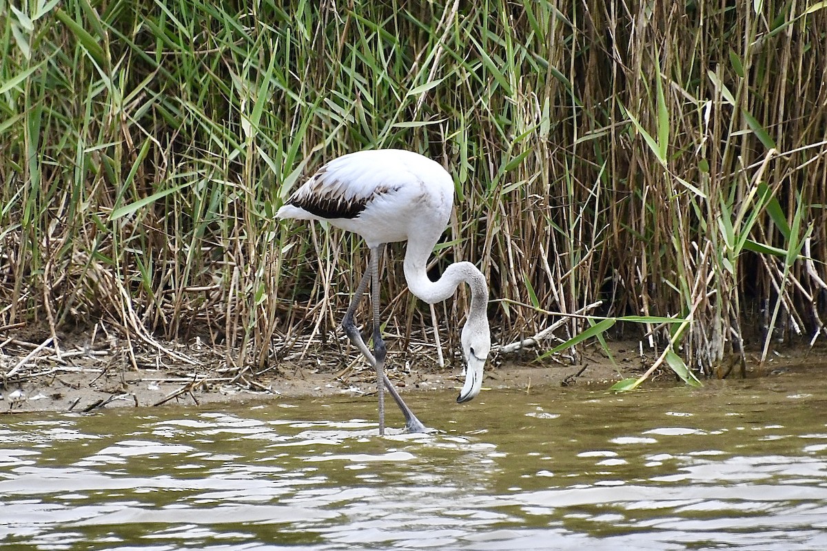 rosenflamingo - ML646898697