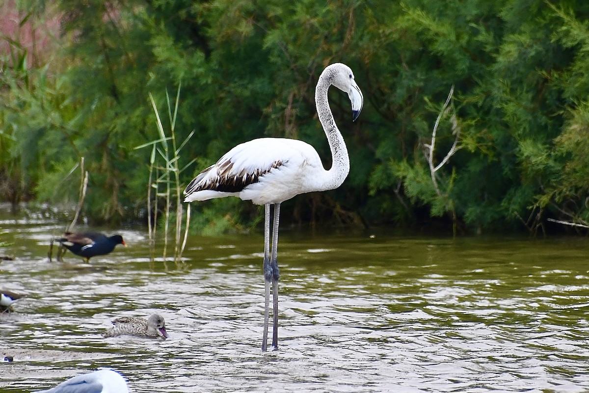 rosenflamingo - ML646898698
