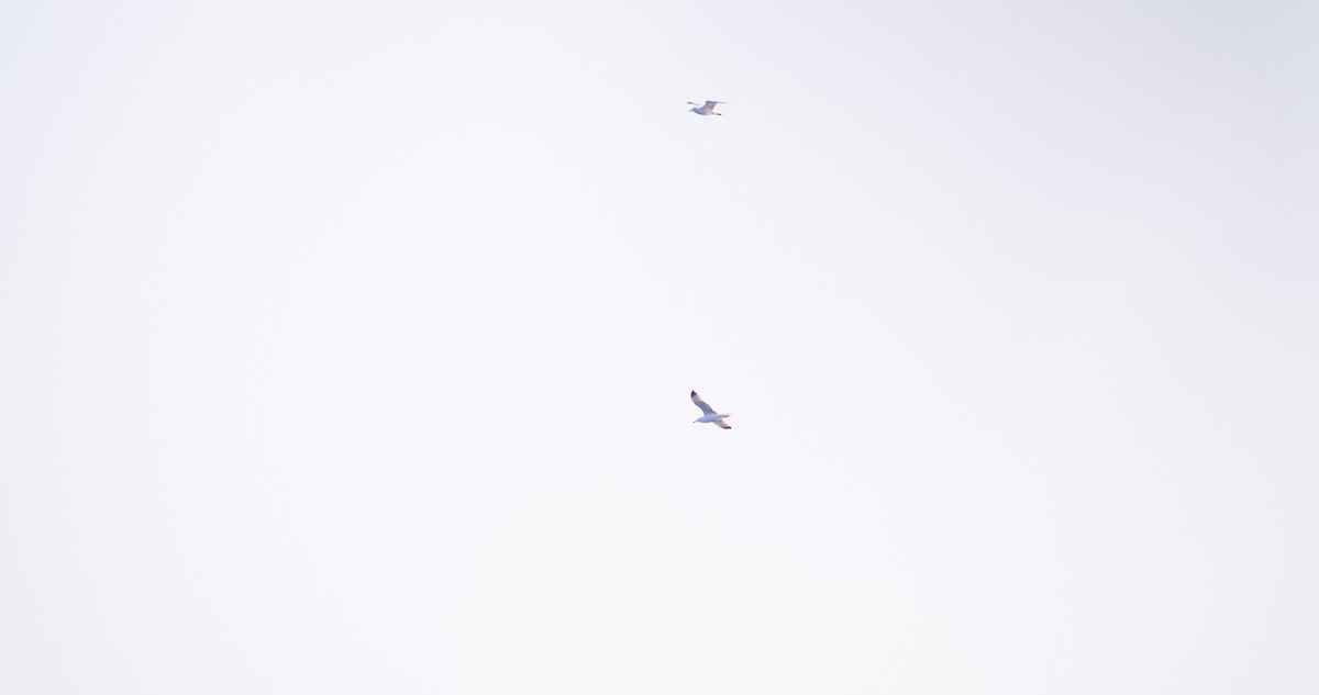 gulbeinmåke - ML646898699