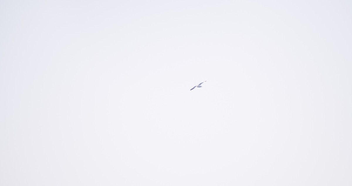 gulbeinmåke - ML646898700