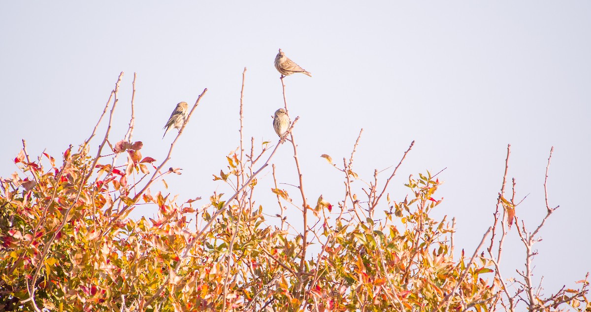 Txirriskila arrunta - ML646898703