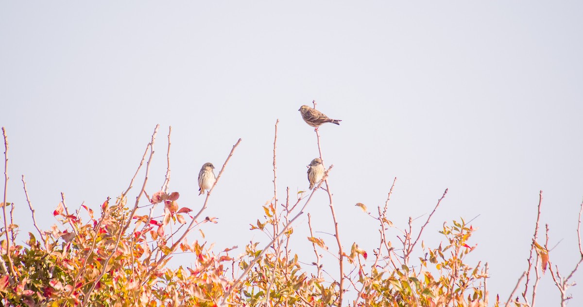 Txirriskila arrunta - ML646898704