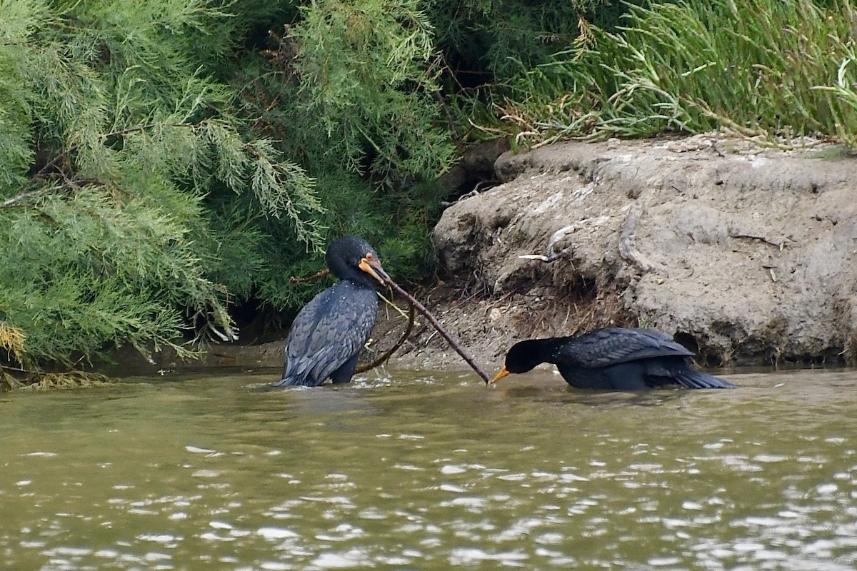 Cormorán Coronado - ML646898709