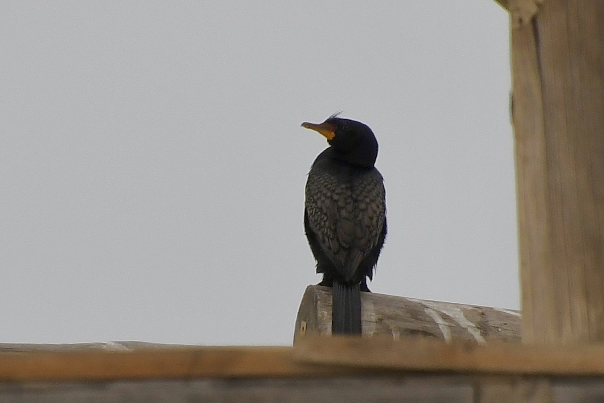 Cormorán Coronado - ML646898710