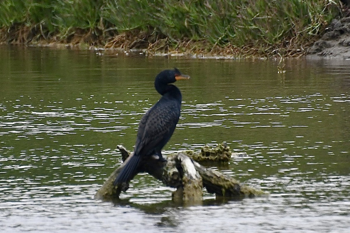 Cormorán Coronado - ML646898711