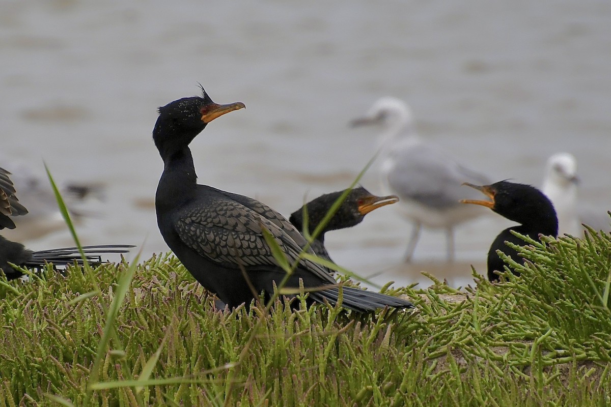 Cormorán Coronado - ML646898712
