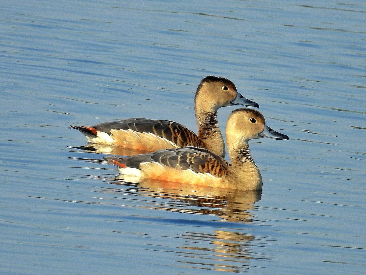 Lesser Whistling-Duck - ML646898713