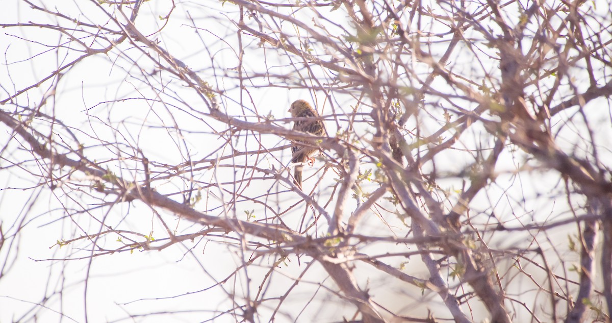 Txirriskila arrunta - ML646898722