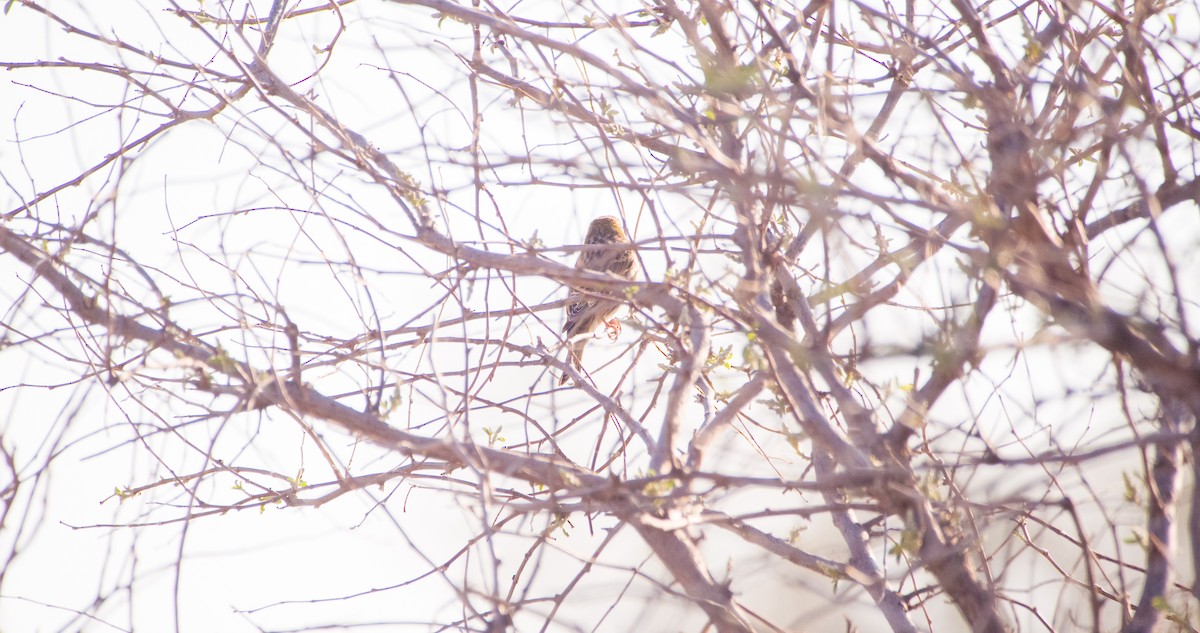 Txirriskila arrunta - ML646898723