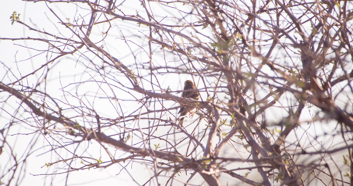 Txirriskila arrunta - ML646898724