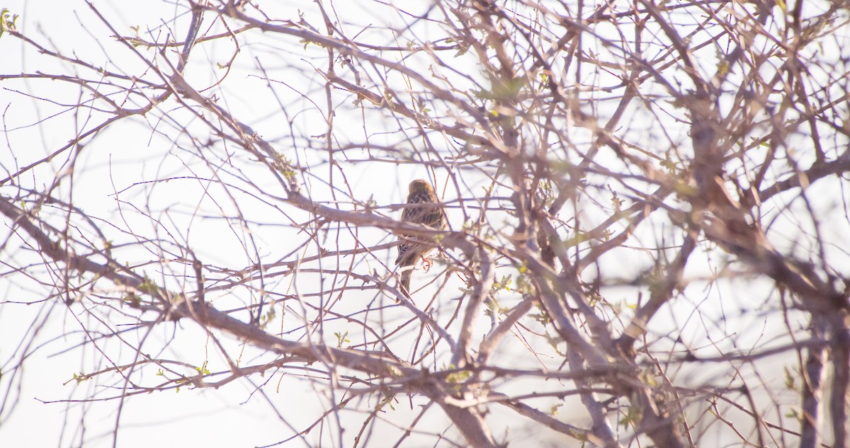 Txirriskila arrunta - ML646898725