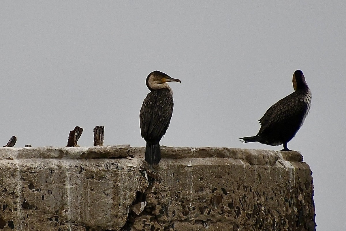 Great Cormorant (White-breasted) - ML646898727