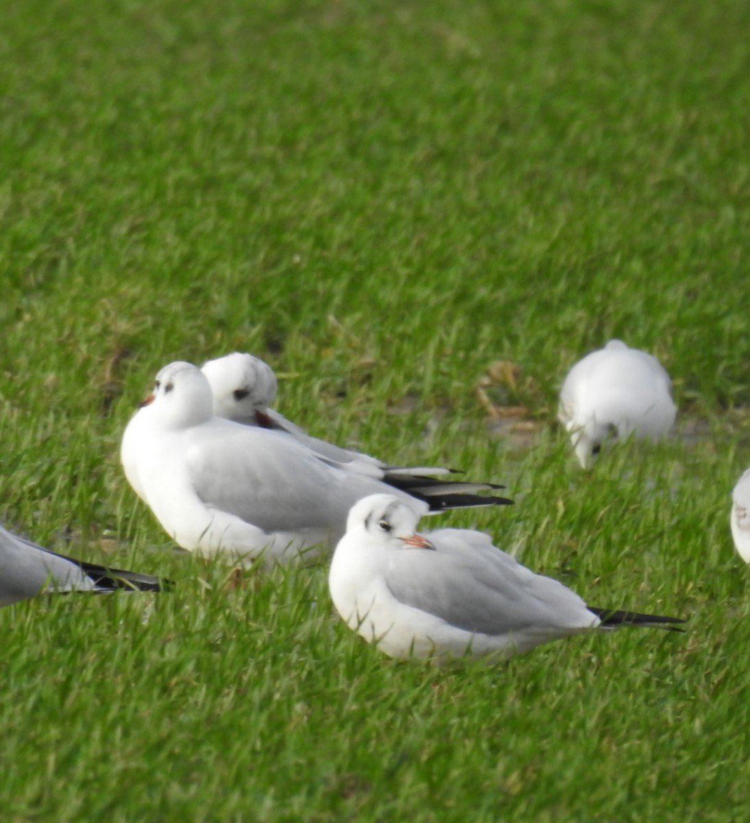 Black-headed Gull - ML646898731
