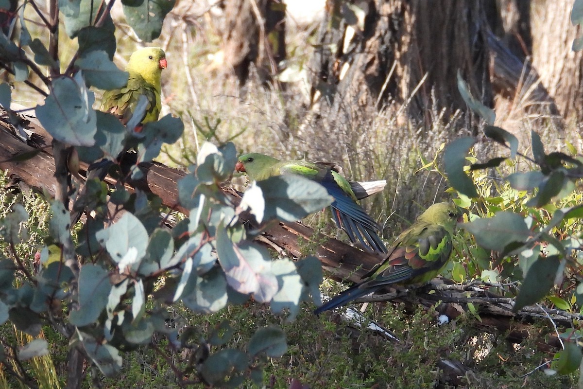 Regent Parrot - ML646898746