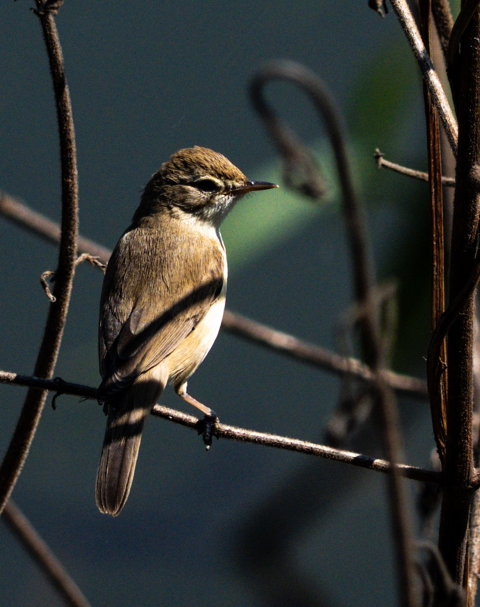 Hypolaïs bottée - ML646898749