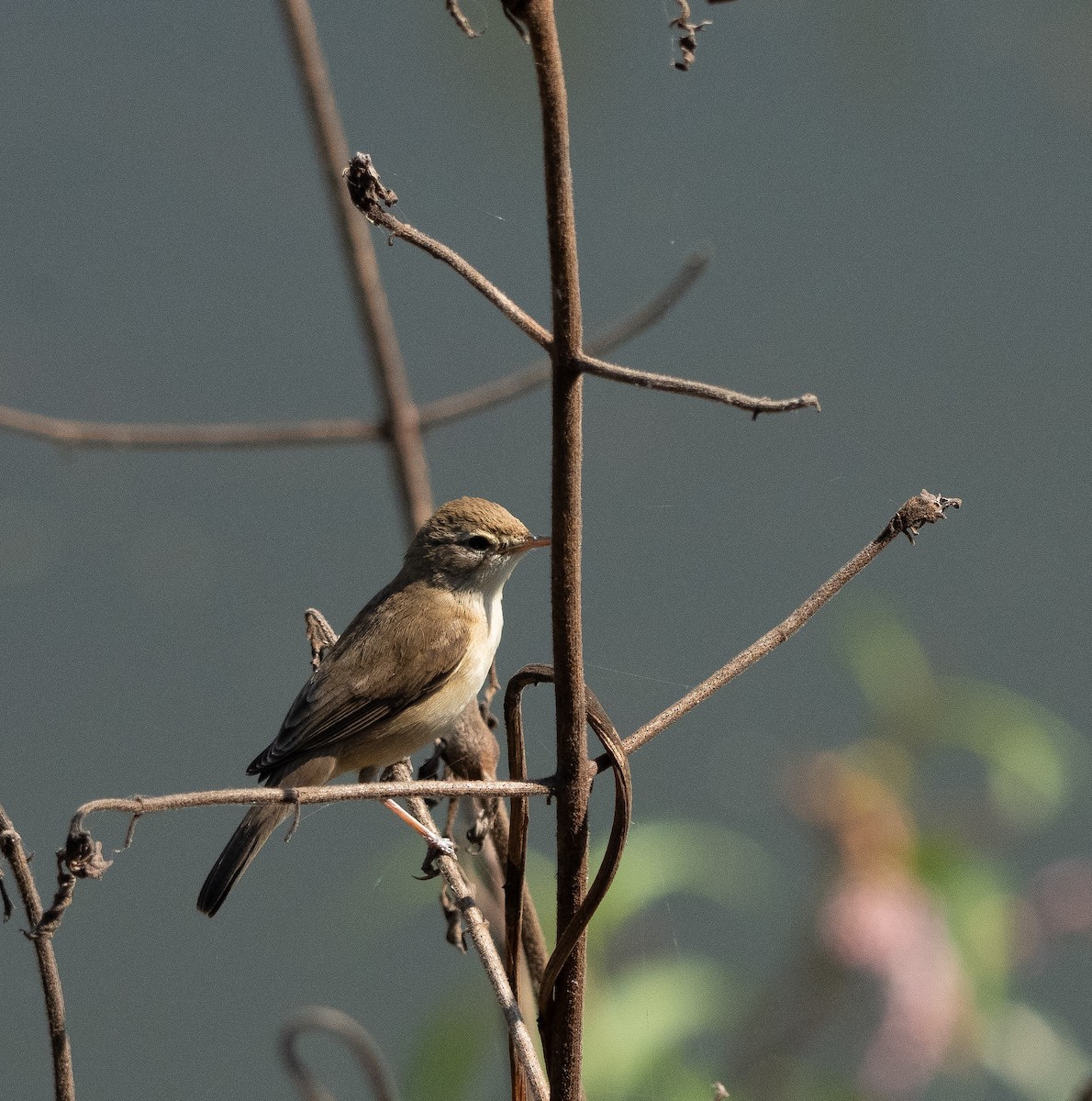 Hypolaïs bottée - ML646898750